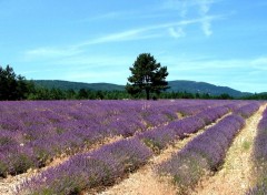 Fonds d'cran Voyages : Europe Provence- Les Champs de Lavandes