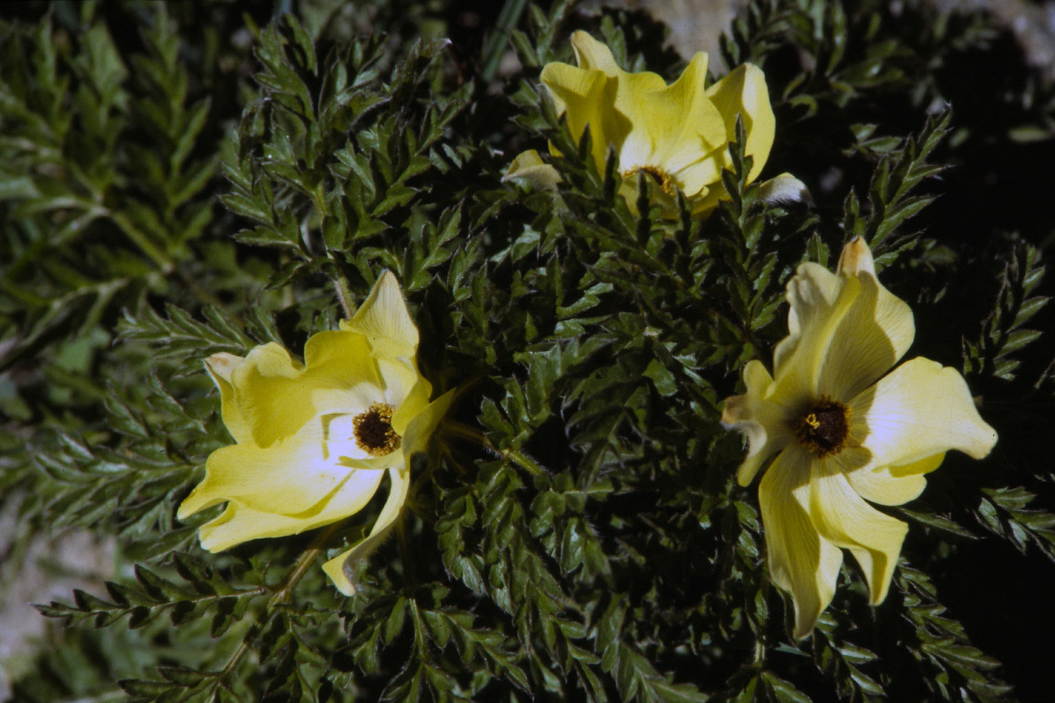 Fonds d'cran Nature Fleurs La Vanoise