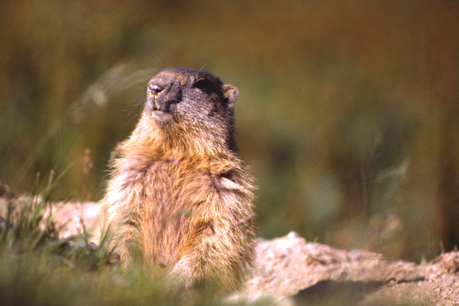 Wallpapers Animals Rodents - Misc La Vanoise