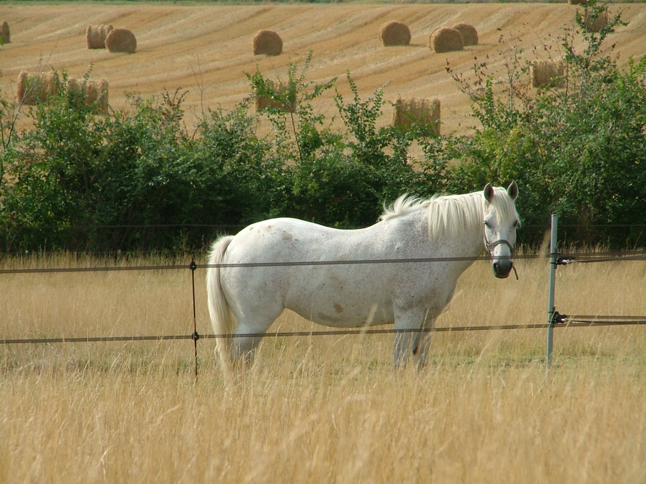 Fonds d'cran Animaux Chevaux 