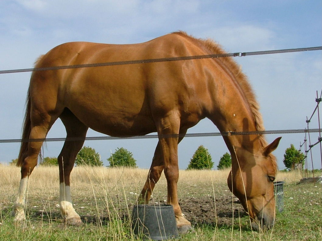 Fonds d'cran Animaux Chevaux 