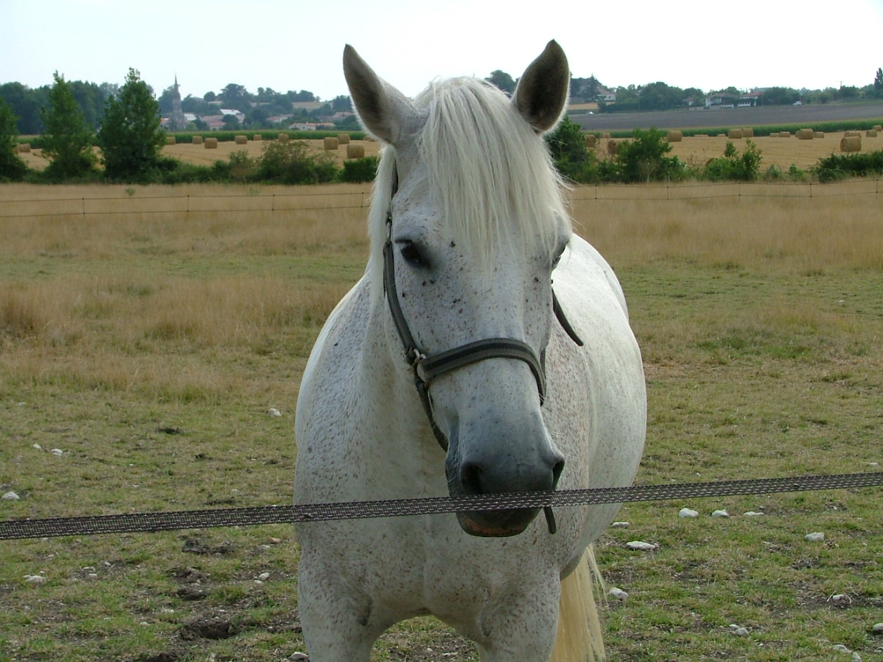 Fonds d'cran Animaux Chevaux 