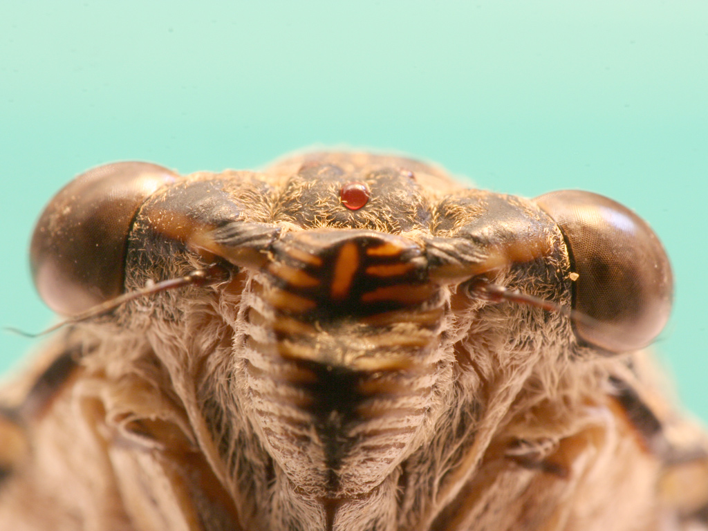 Wallpapers Animals Insects - Cicadas portrait de cigale