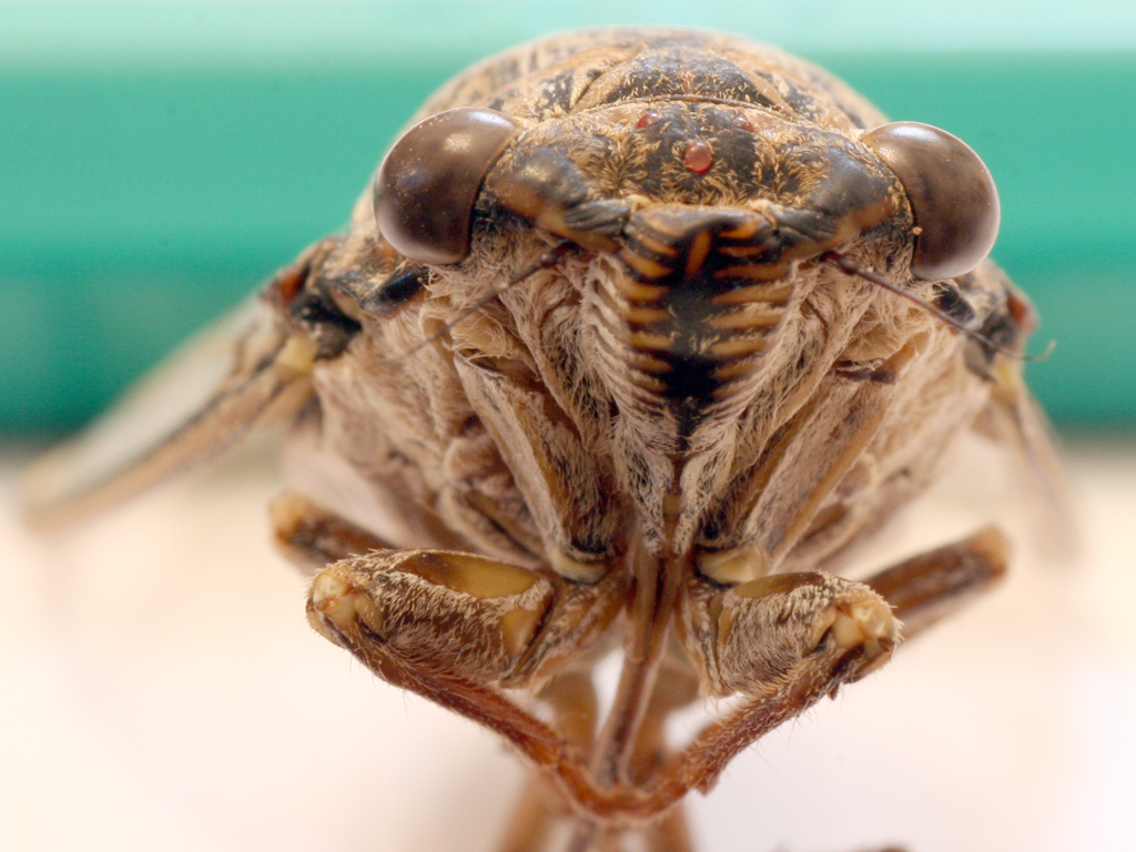 Fonds d'cran Animaux Insectes - Cigales portrait de cigale