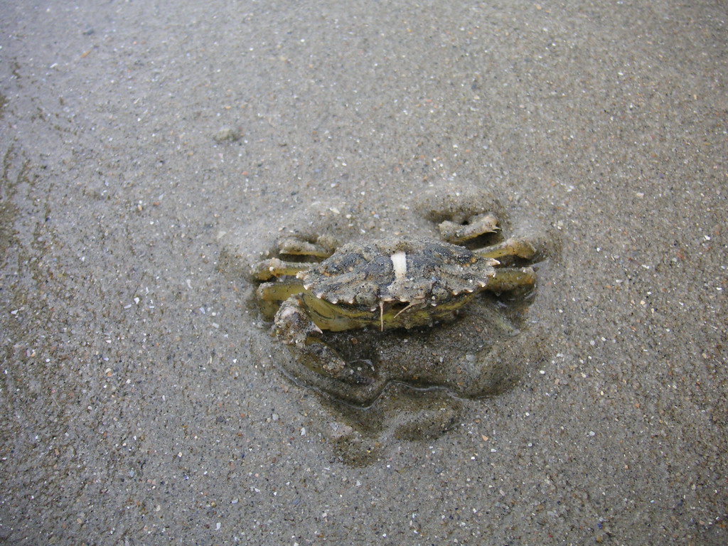 Fonds d'cran Animaux Vie marine - Poissons crabe belgique