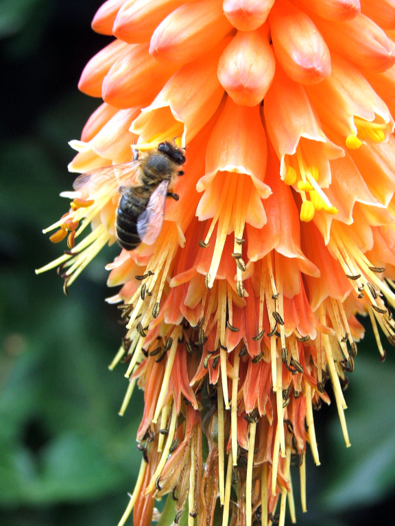 Wallpapers Nature Flowers A la recherche du pollen...