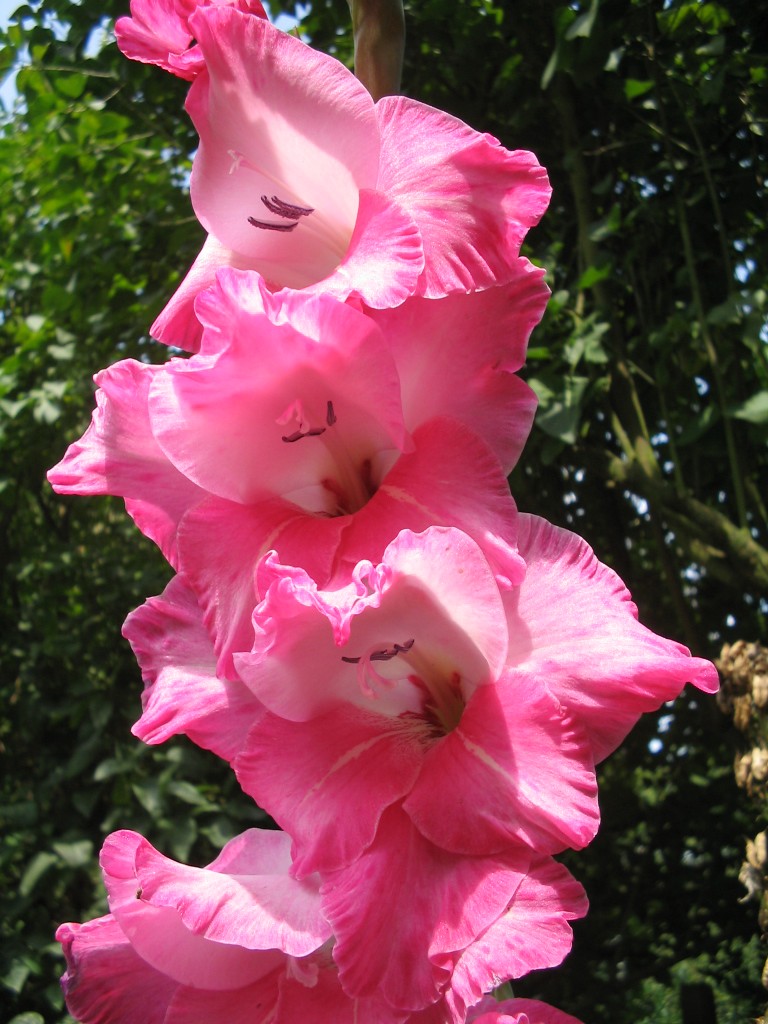 Fonds d'cran Nature Fleurs Glaieuls