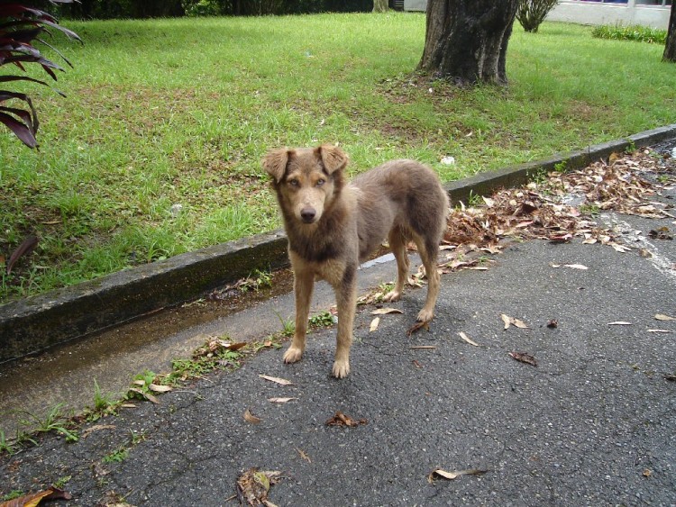 Fonds d'cran Animaux Chiens Chien sauvage