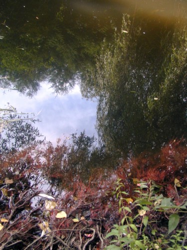 Wallpapers Nature Water - Reflection Reflets