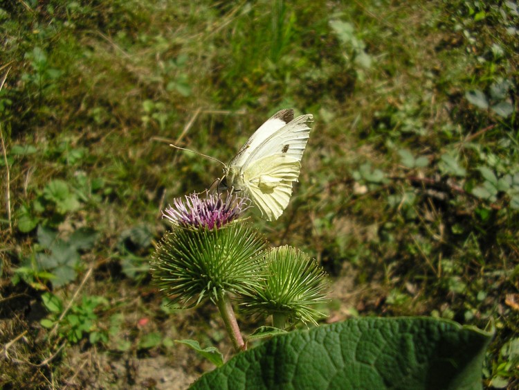 Wallpapers Animals Insects - Butterflies charbon-ardent