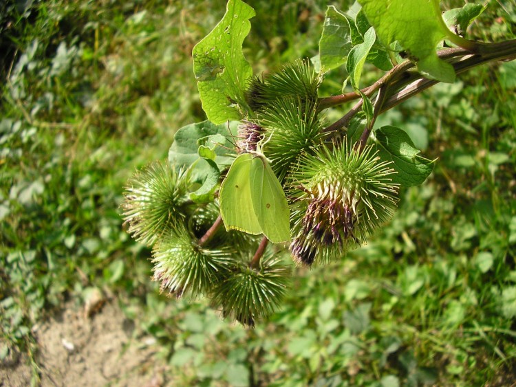 Fonds d'cran Nature Fleurs chardon-ardent (1)