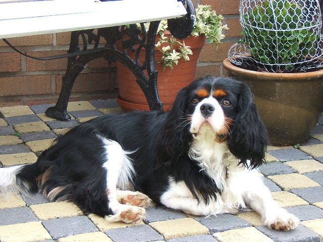 Fonds d'cran Animaux Chiens cavalier king charles