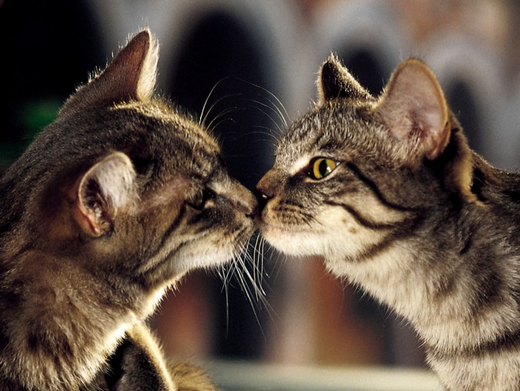 Wallpapers Animals Cats - Kittens chat s'embrasse