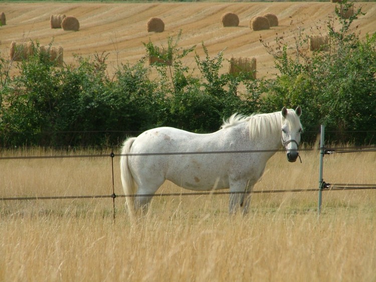 Fonds d'cran Animaux Chevaux Wallpaper N109870