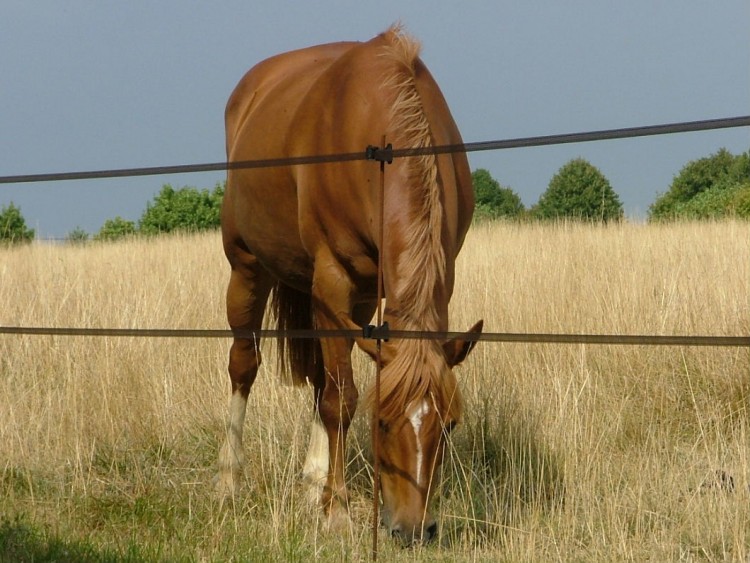 Fonds d'cran Animaux Chevaux Wallpaper N109871