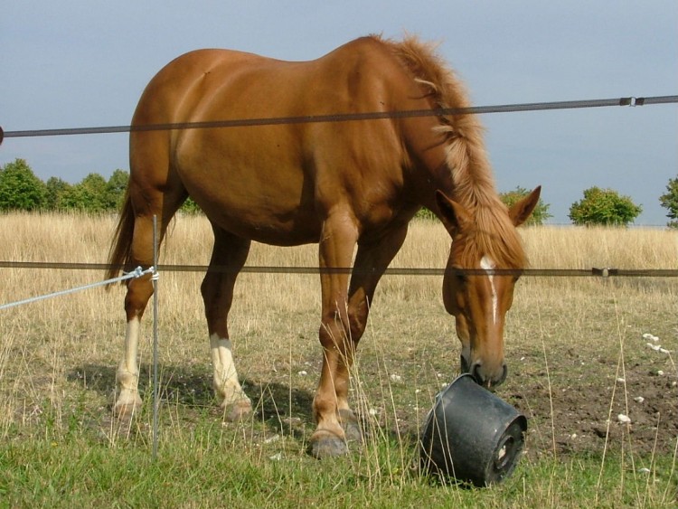 Fonds d'cran Animaux Chevaux Wallpaper N109872