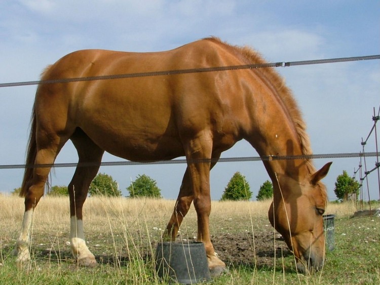 Fonds d'cran Animaux Chevaux Wallpaper N109873