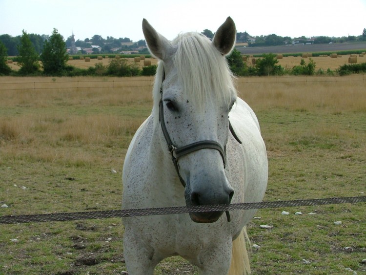 Fonds d'cran Animaux Chevaux Wallpaper N109874