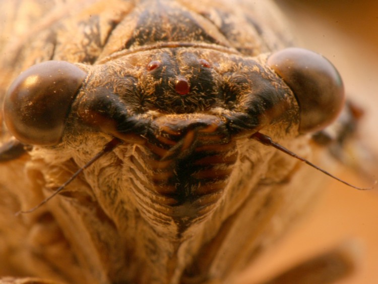 Wallpapers Animals Insects - Cicadas gros plan de cigale