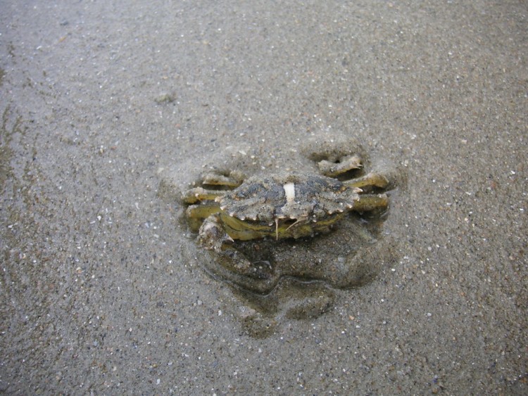 Fonds d'cran Animaux Vie marine - Poissons crabe belgique