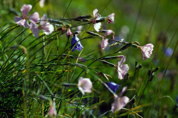 Wallpapers Nature Flowers La Vanoise