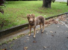 Fonds d'cran Animaux Chien sauvage