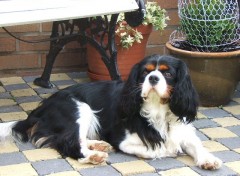 Fonds d'cran Animaux cavalier king charles