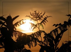 Wallpapers Nature Fougres sur soleil couchant