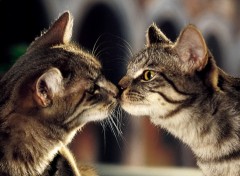 Wallpapers Animals chat s'embrasse