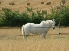 Fonds d'cran Animaux Image sans titre N109870