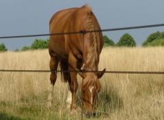 Fonds d'cran Animaux Image sans titre N109871