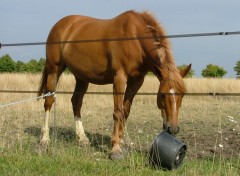 Fonds d'cran Animaux Image sans titre N109872