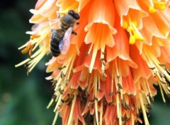 Fonds d'cran Nature A la recherche du pollen...