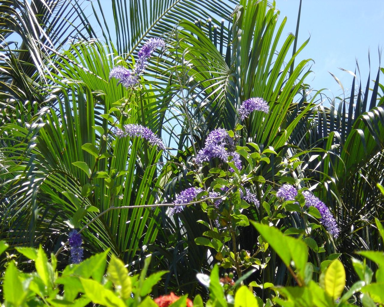 Fonds d'cran Nature Feuilles - Feuillages vgtation luxuriante