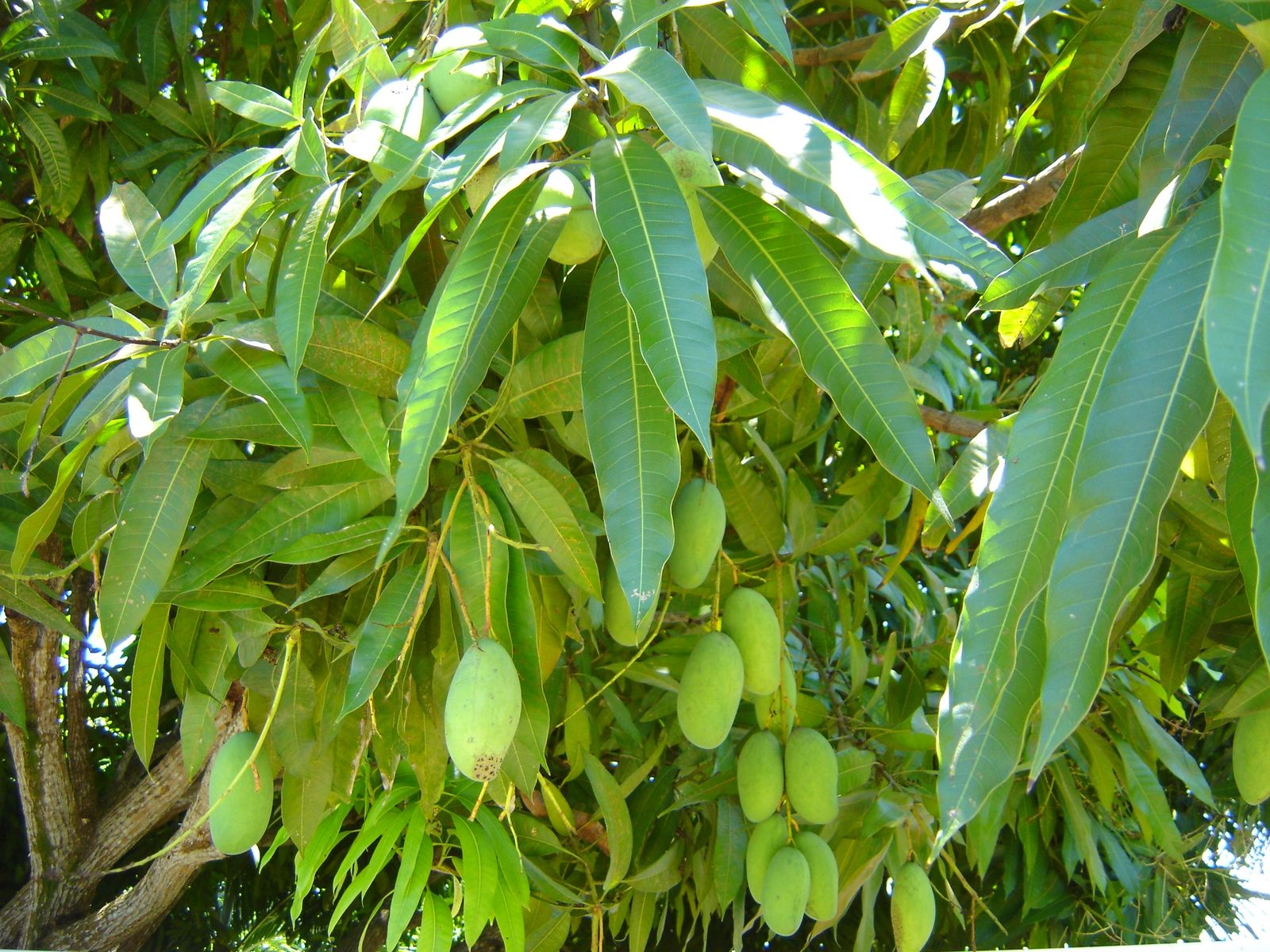 Wallpapers Nature Fruits mangues