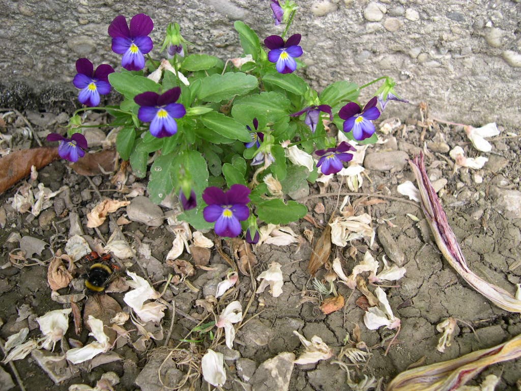 Fonds d'cran Nature Fleurs Bourdon dans ses penses...