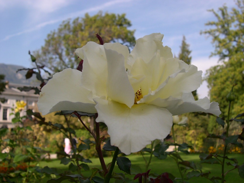 Fonds d'cran Nature Fleurs Rose blanche panouie