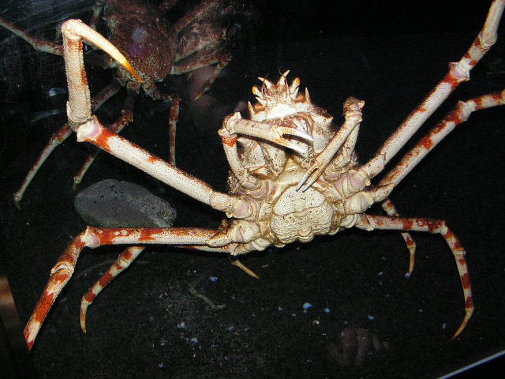 Fonds d'cran Animaux Vie marine - Poissons pince moi