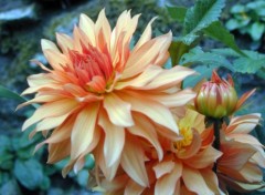 Wallpapers Nature Dahlia