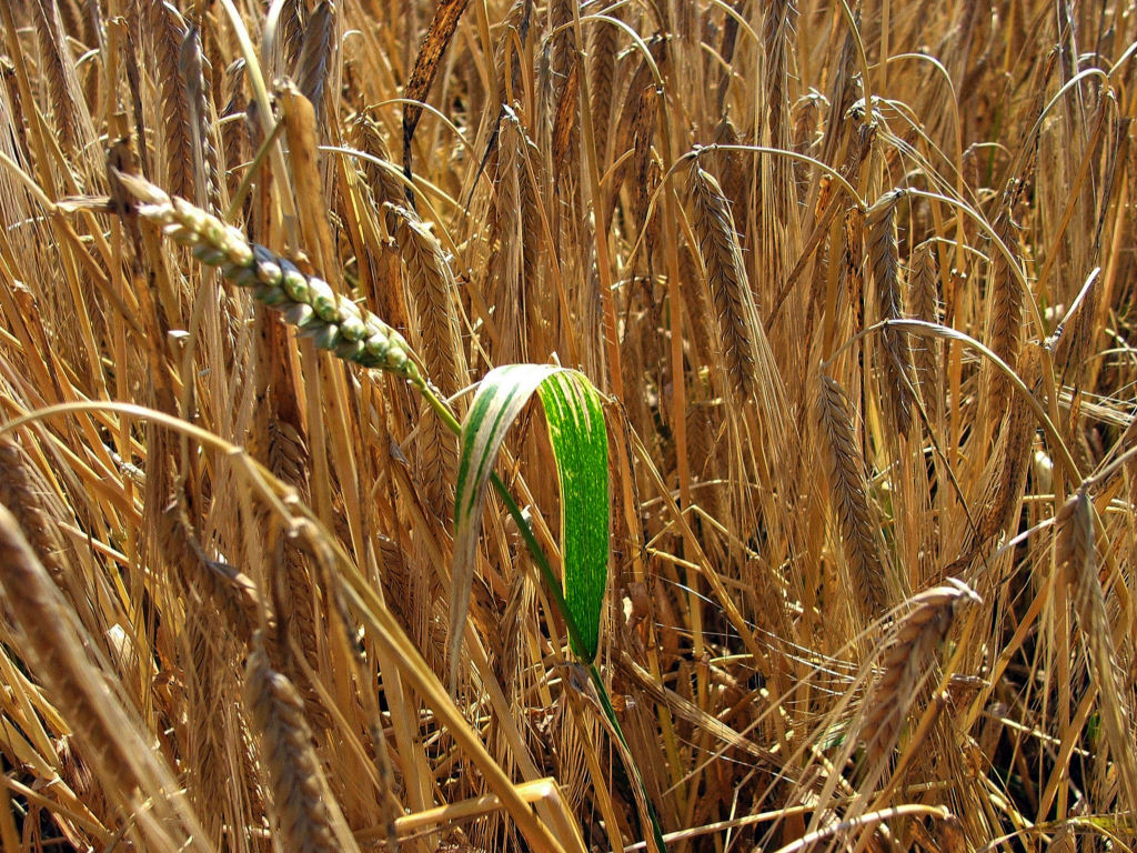 Fonds d'cran Nature Feuilles - Feuillages Parmi les pis...