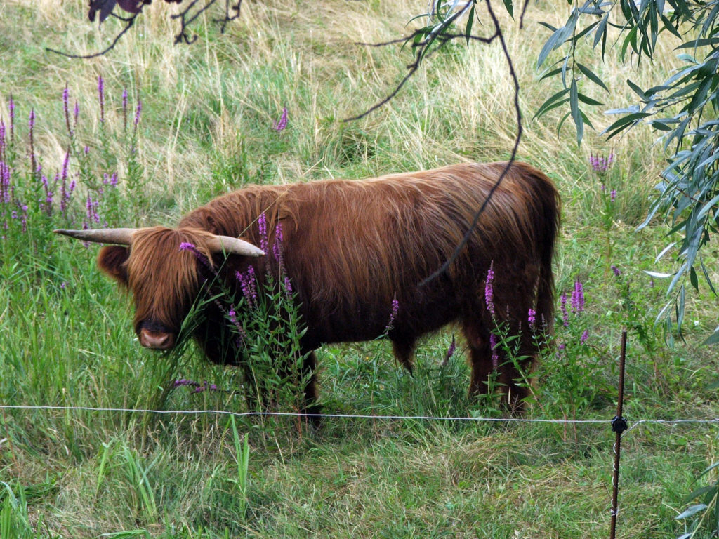 Fonds d'cran Animaux Vaches - Taureaux - Boeufs Tu veux un coup de corne ?