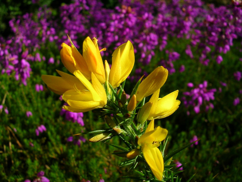 Fonds d'cran Nature Fleurs Ajonc