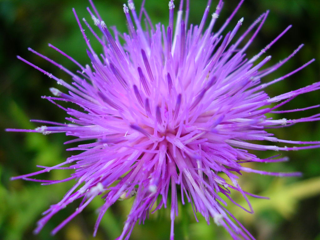 Fonds d'cran Nature Fleurs Chardon