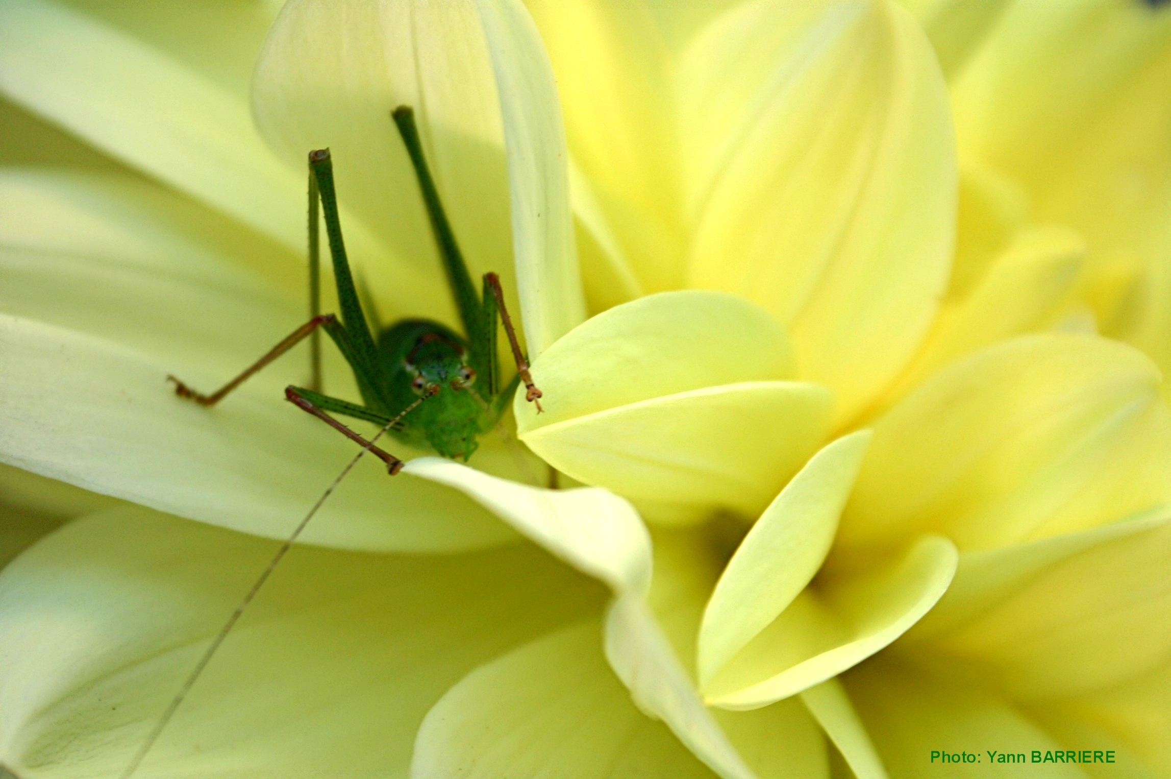 Fonds d'cran Animaux Insectes - Sauterelles et Criquets 