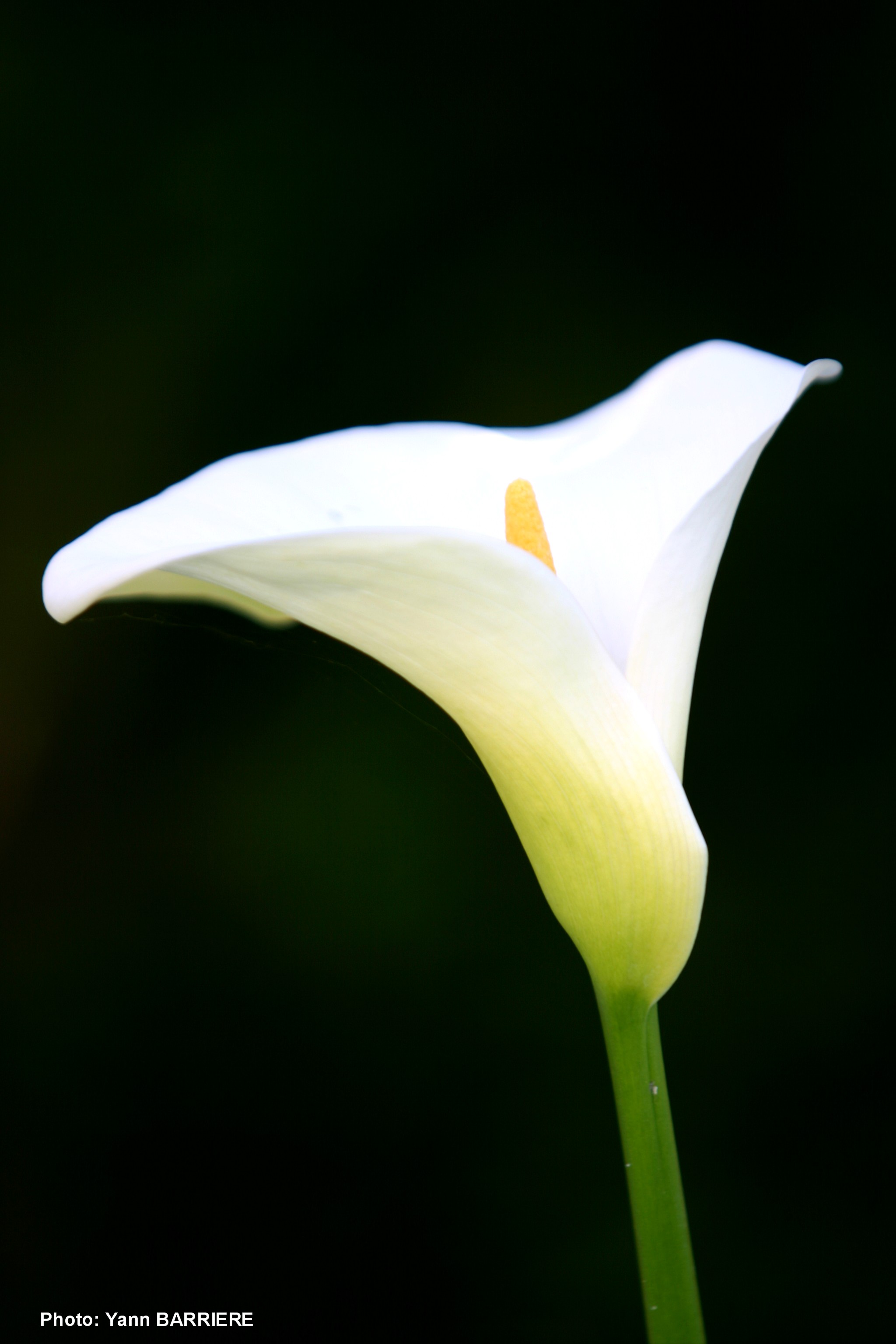 Wallpapers Nature Flowers un arum