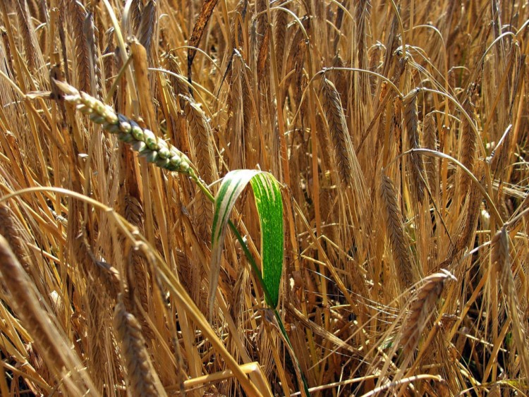 Fonds d'cran Nature Feuilles - Feuillages Parmi les pis...