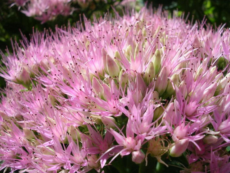 Fonds d'cran Nature Fleurs sedum