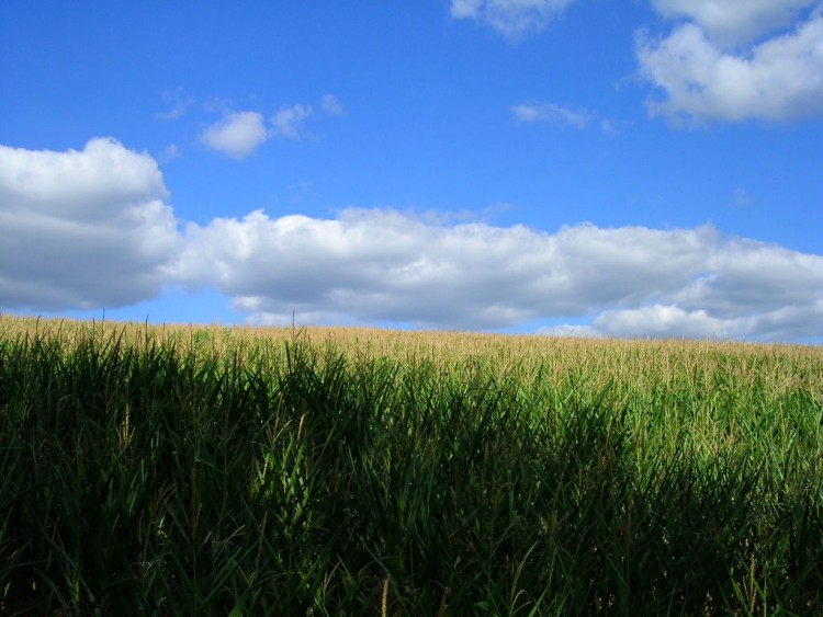 Fonds d'cran Nature Champs - Prairies champ de mas