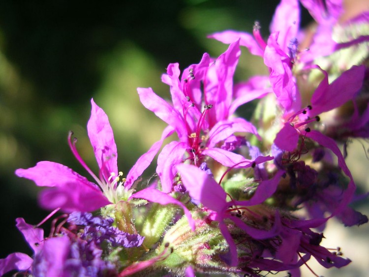 Fonds d'cran Nature Fleurs fleur des champs