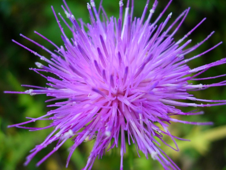 Fonds d'cran Nature Fleurs Chardon